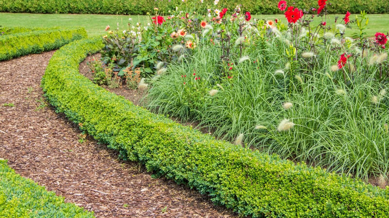 garden path with bark mulch a garden with hedges and flowers in the middle