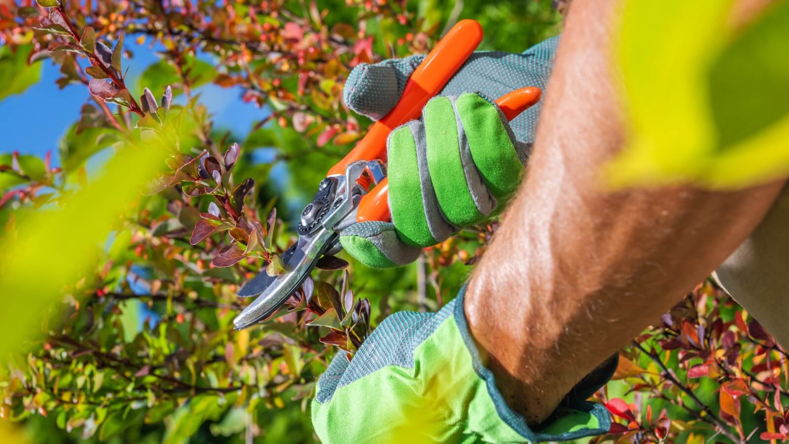 a person is trimming a tree with a pair of gardening gloves