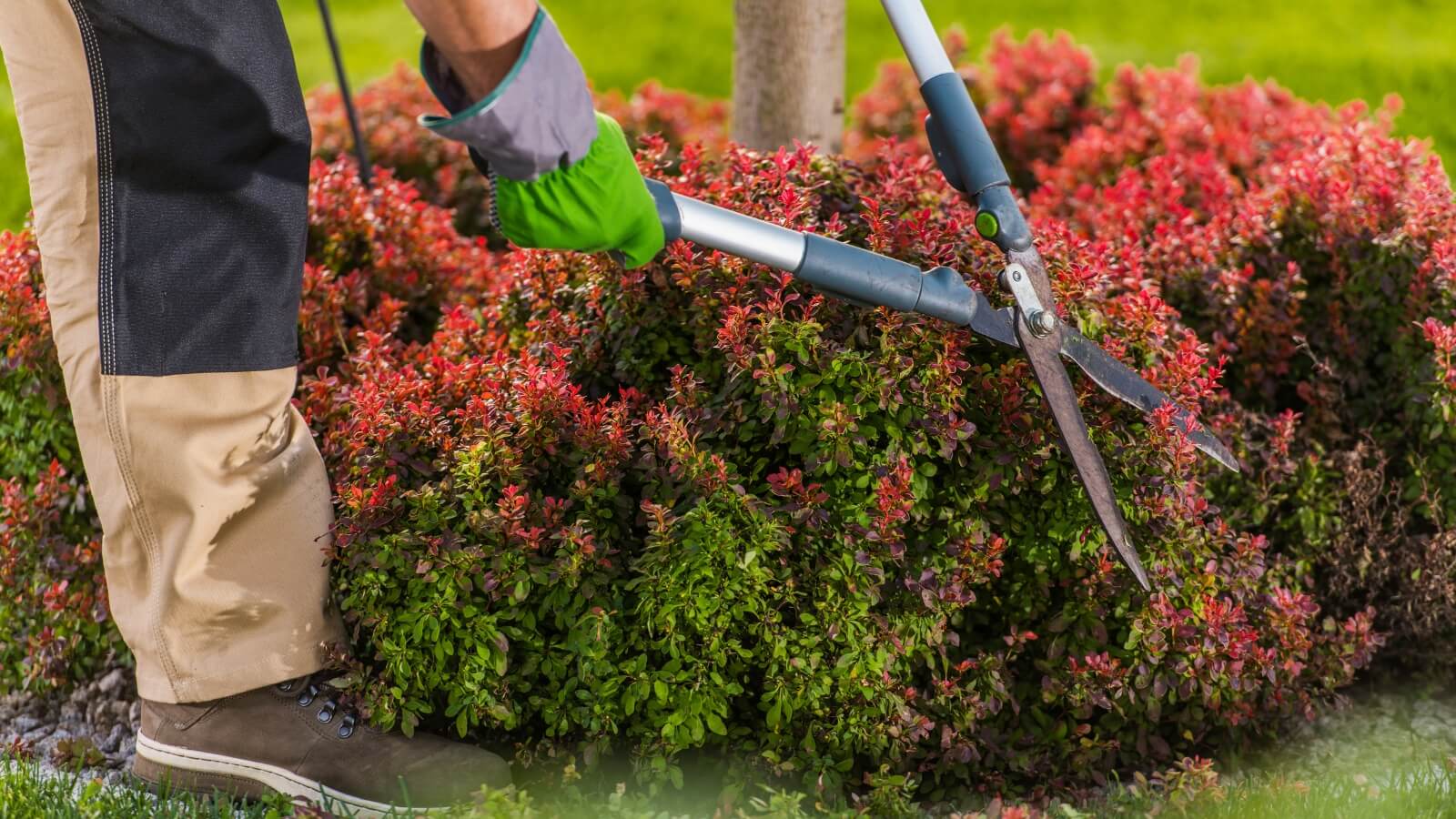 A person is trimming a shrub with a pair of scissors
