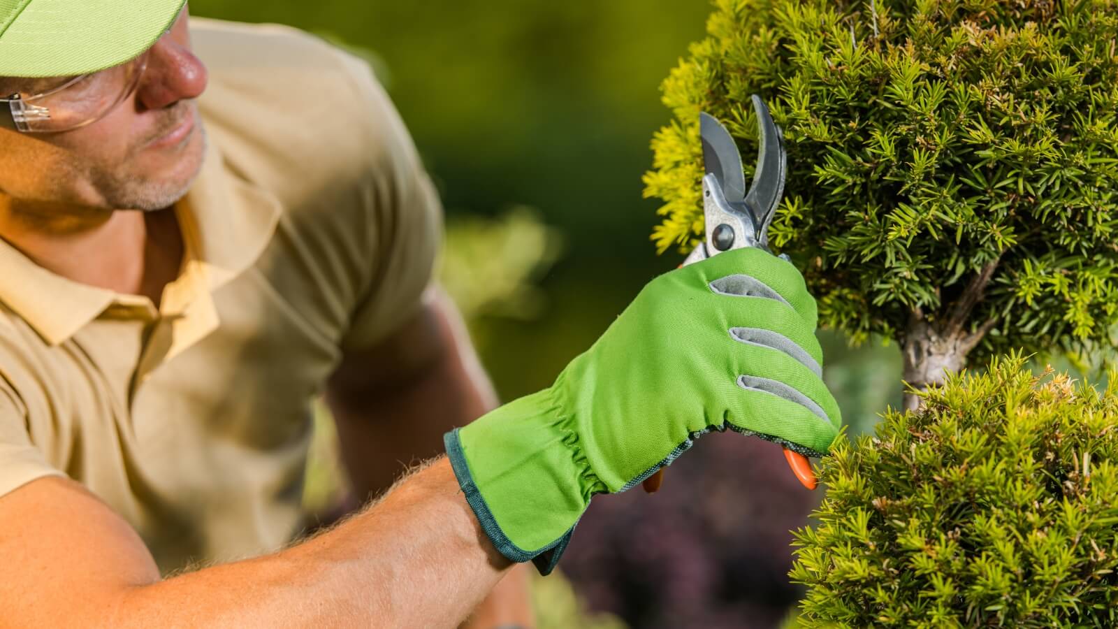 pruning-shrubs A person is trimming a tree with a pair of gardening gloves