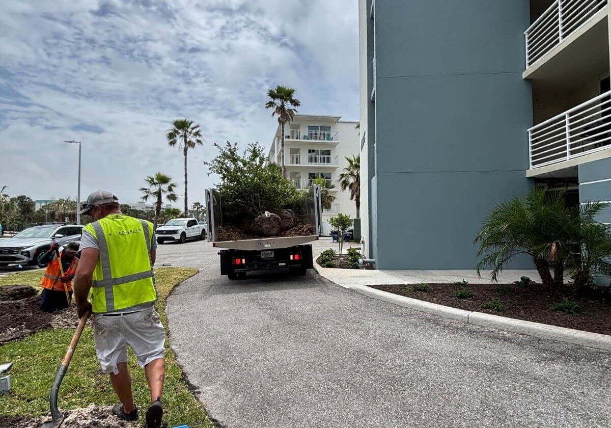 landscape crew installing tree condo